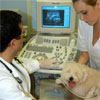 Diagnóstico por imagen para urgencias veterinarias